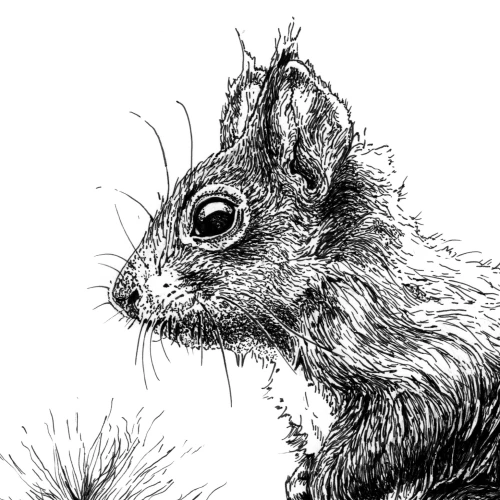Die schwarze Zeichnung stellt ein aufrecht stehendes Eichhörnchen dar. Hier ein Ausschnitt mit Kopf und Pfoten.