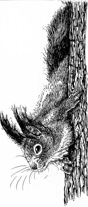 Schwarze Zeichnung eines von einem Baum nach unten und links schauenden Eichhörnchen.