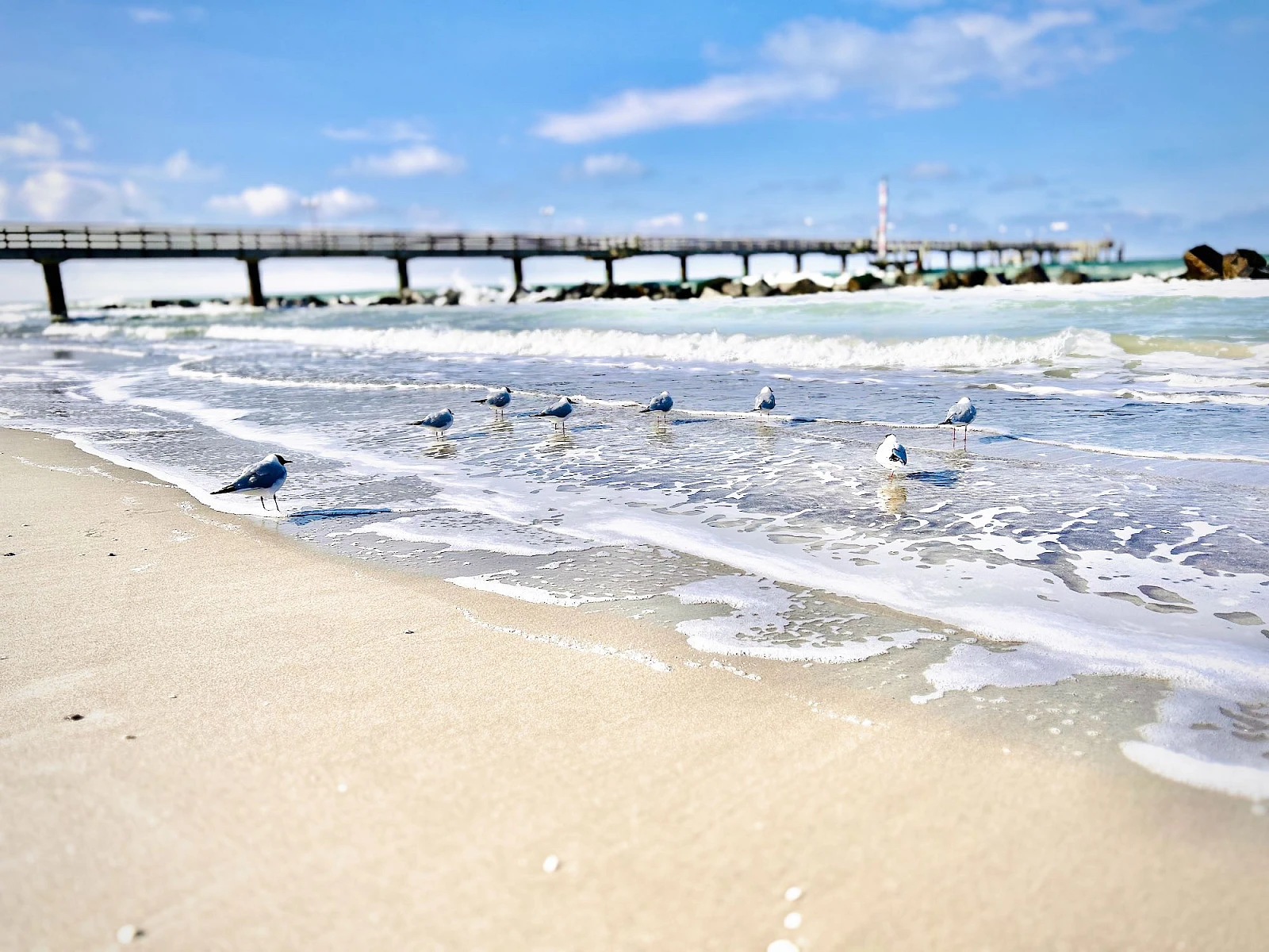 Einige Möwen stehen verteilt in der schäumenden Brandung der Ostsee vor der Seebrücke von Wustrow. Es ist sonnig.