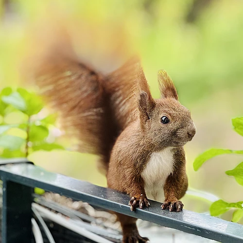 Das Bild zeigt ein braunes Eichhörnchen mit buschigem Schwanz, das auf einem Geländer sitzt. Das Eichhörnchen blickt direkt in die Kamera und scheint neugierig zu sein. Im Hintergrund sind unscharfe grüne Pflanzen zu sehen.