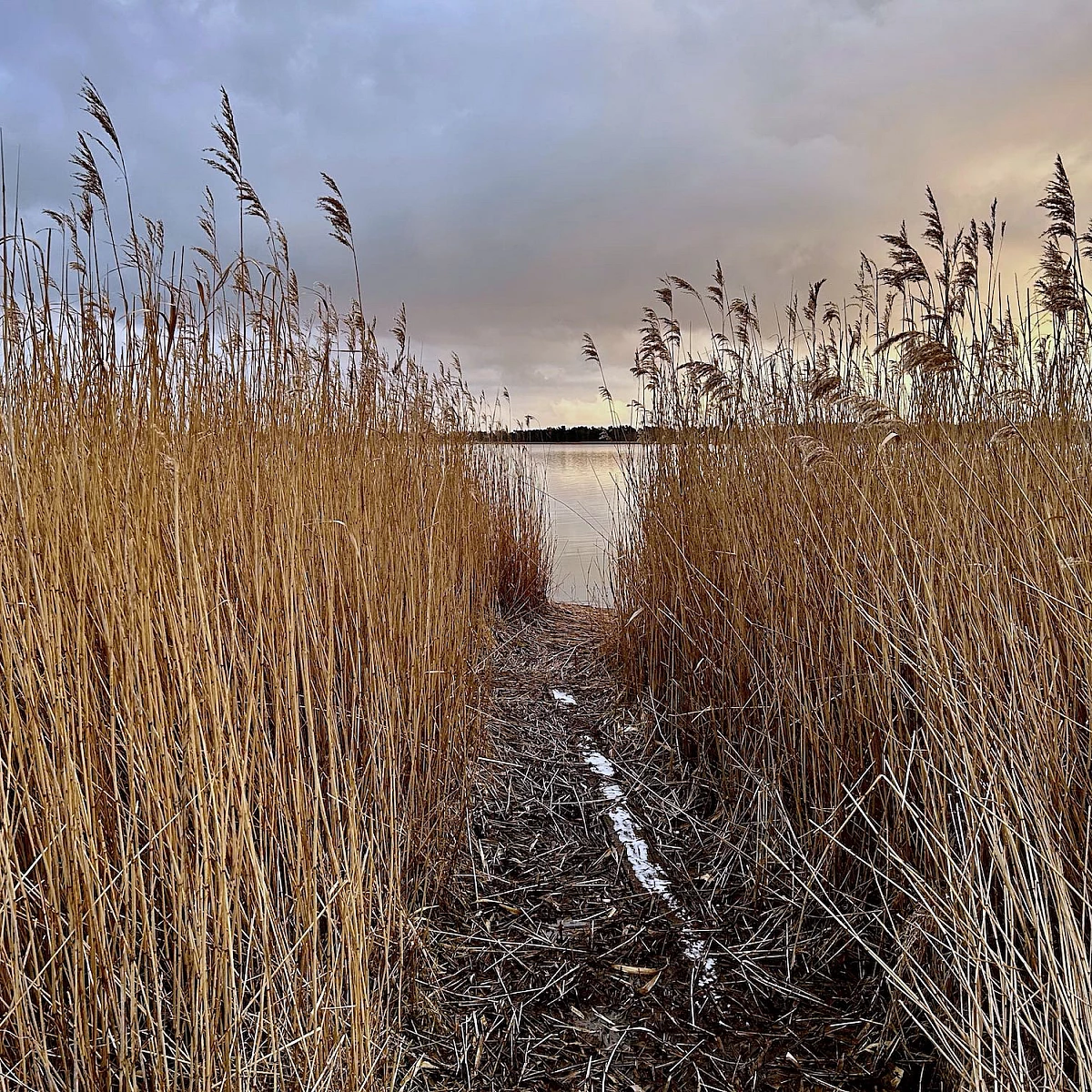 Blick auf den Wecker Bodden durch hohes Schilf.