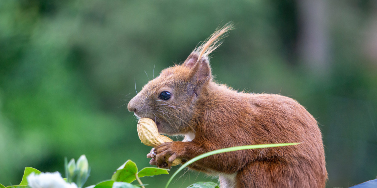 Ein Eichhörnchen mit buschigem Schwanz hält eine Erdnuss in seinen Pfoten. Der Hintergrund ist unscharf und zeigt grüne Blätter.