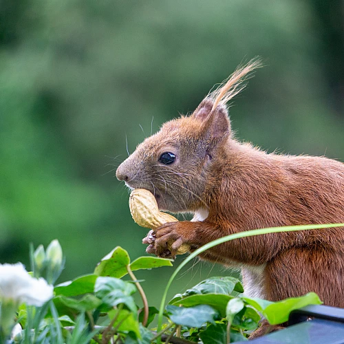 Ein Eichhörnchen mit buschigem Schwanz hält eine Erdnuss in seinen Pfoten. Der Hintergrund ist unscharf und zeigt grüne Blätter.