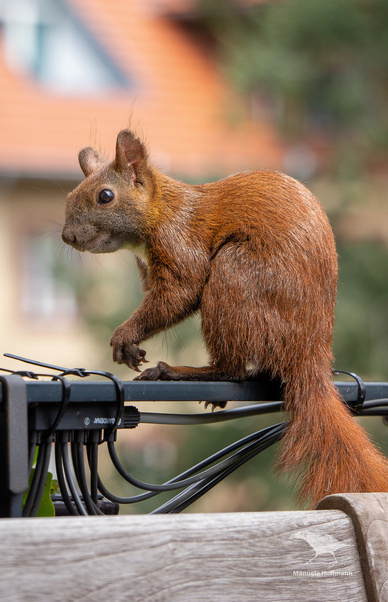 Ein Eichhörnchen mit buschigem Schwanz sitzt auf einem Kabel und schaut zur Seite. Der Hintergrund ist unscharf und zeigt ein Gebäude mit orangefarbenem Dach.