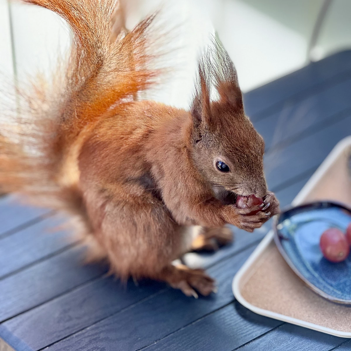 Das Bild zeigt ein braunes Eichhörnchen mit buschigem Schwanz, das auf einem Holztisch sitzt. Das Eichhörnchen hält eine Traube in seinen Pfoten und scheint zu fressen. Im Hintergrund sind unscharfe grüne Pflanzen und ein Teller mit weiteren Trauben zu sehen.