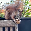 Das Bild zeigt ein braunes Eichhörnchen mit buschigem Schwanz, das auf der Lehne eines Holzstuhls sitzt. Das Eichhörnchen hält eine Walnuss in seinen Pfoten und scheint daran zu knabbern. Im Hintergrund sind unscharfe grüne Pflanzen und weiße Blüten zu sehen.