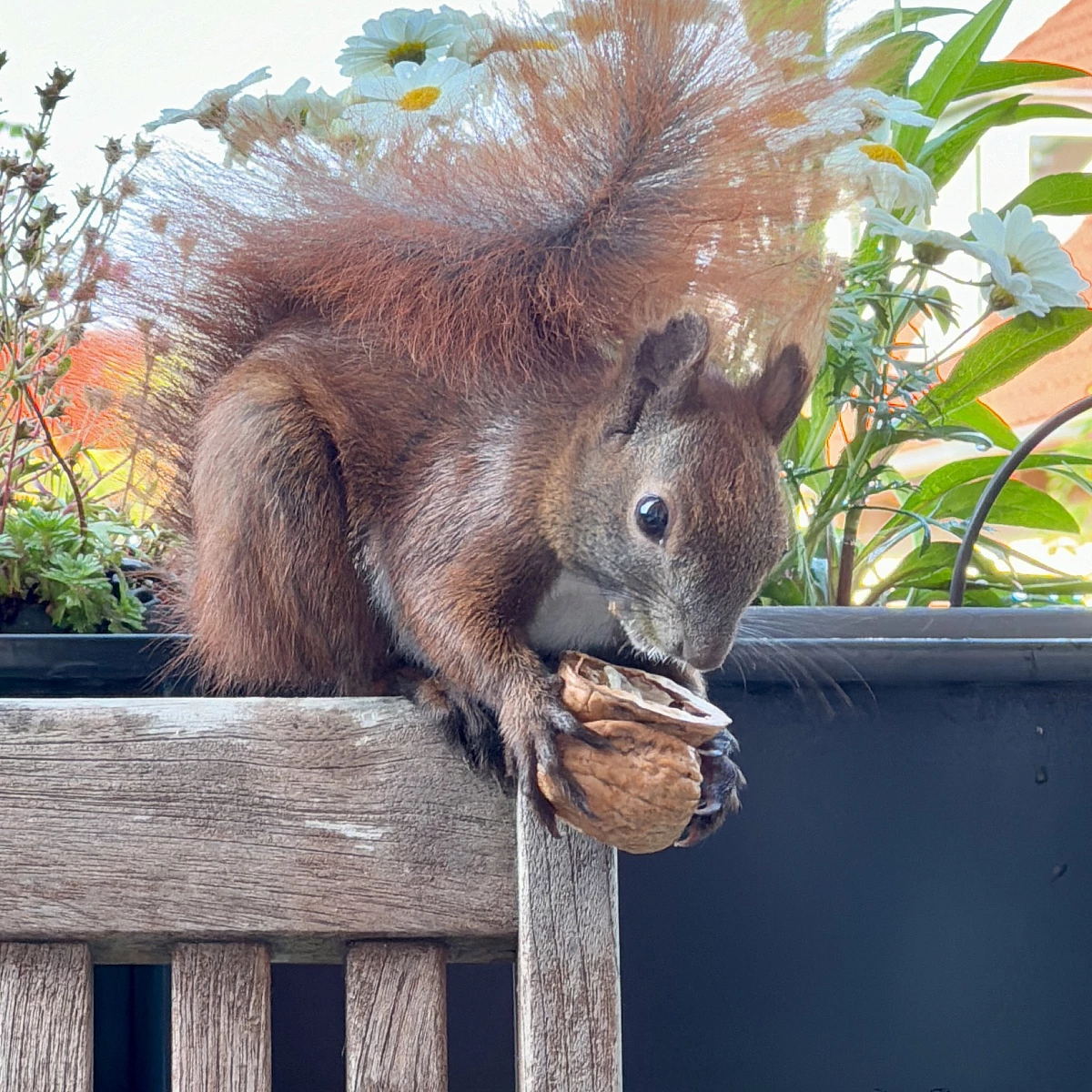 Das Bild zeigt ein braunes Eichhörnchen mit buschigem Schwanz, das auf der Lehne eines Holzstuhls sitzt. Das Eichhörnchen hält eine Walnuss in seinen Pfoten und scheint daran zu knabbern. Im Hintergrund sind unscharfe grüne Pflanzen und weiße Blüten zu sehen.