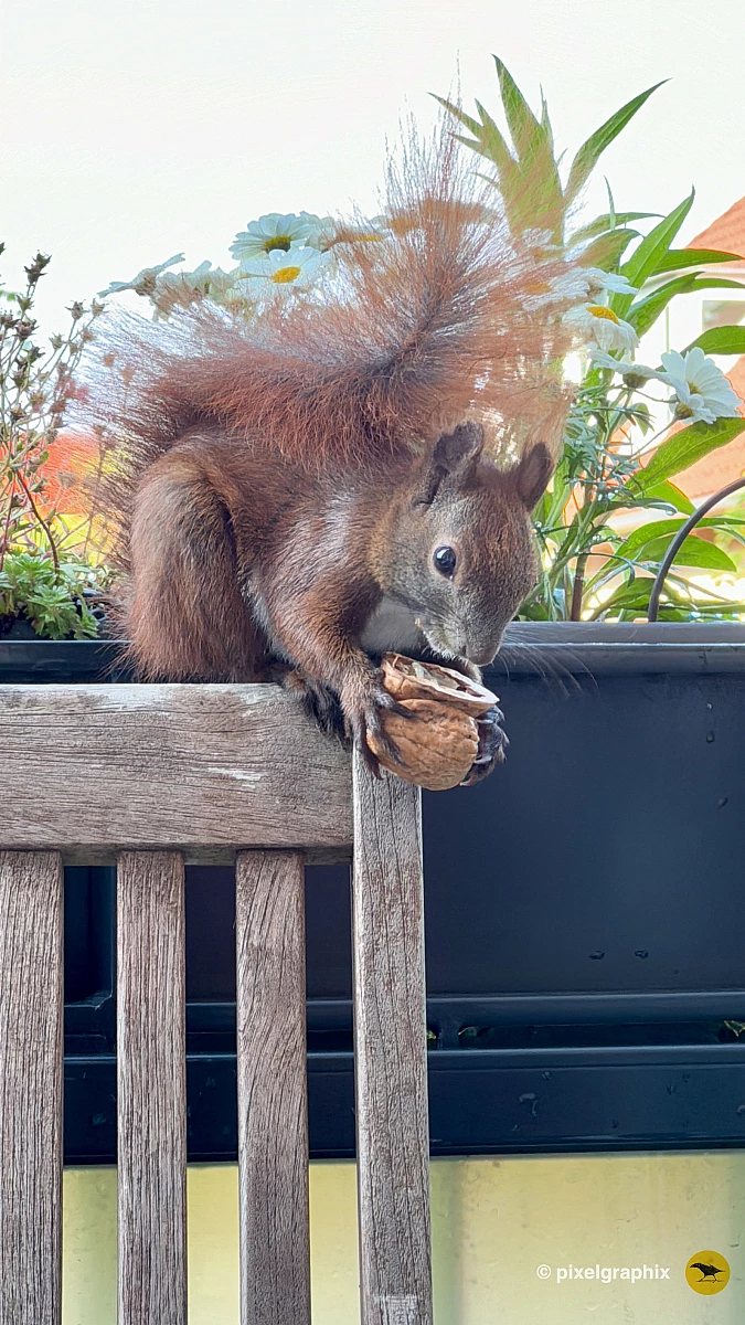 Das Bild zeigt ein braunes Eichhörnchen, das auf einem Geländer sitzt. Es hat große, aufmerksame Augen und eine buschige Schwanzspitze. Im Hintergrund sind verschwommene Gebäude zu sehen, die darauf hinweisen, dass sich das Eichhörnchen in einer städtischen Umgebung befindet.