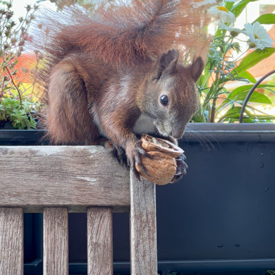 Das Bild zeigt ein braunes Eichhörnchen mit buschigem Schwanz, das auf der Lehne eines Holzstuhls sitzt. Das Eichhörnchen hält eine Walnuss in seinen Pfoten und scheint daran zu knabbern. Im Hintergrund sind unscharfe grüne Pflanzen und weiße Blüten zu sehen.