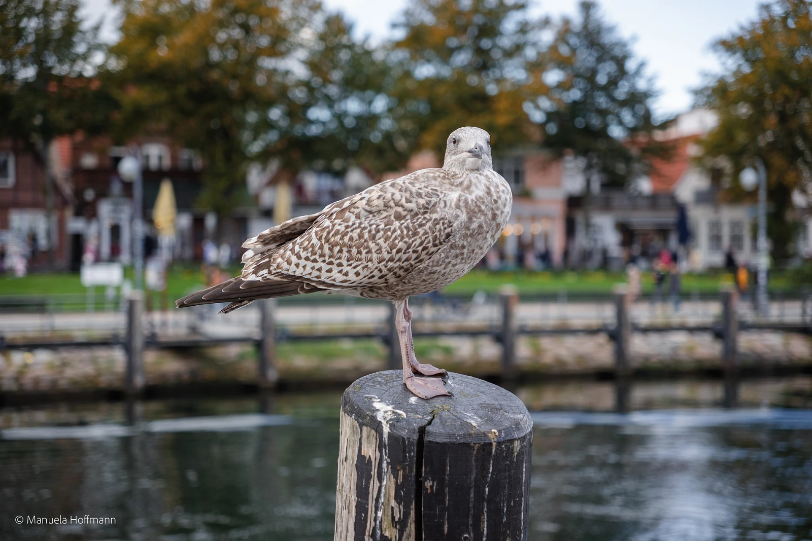 Möwenportrait