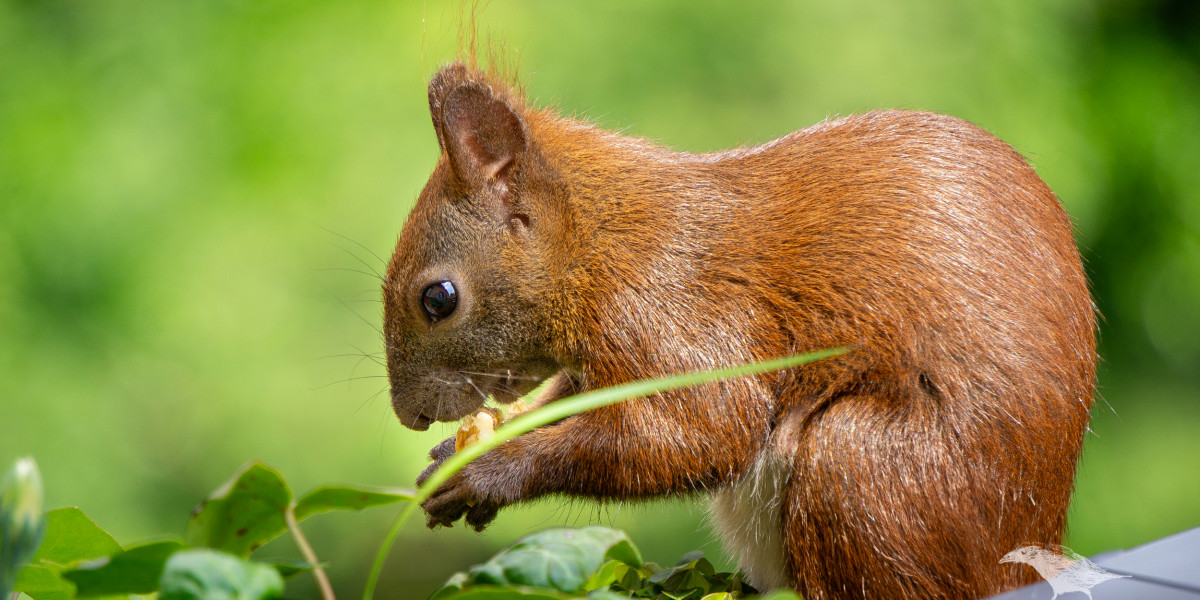Ein Eichhörnchen mit buschigem Schwanz sitzt im Grünen und hält etwas in seinen Pfoten. Der Hintergrund ist unscharf und zeigt grüne Blätter.