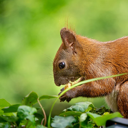 Ein Eichhörnchen mit buschigem Schwanz sitzt im Grünen und hält etwas in seinen Pfoten. Der Hintergrund ist unscharf und zeigt grüne Blätter.