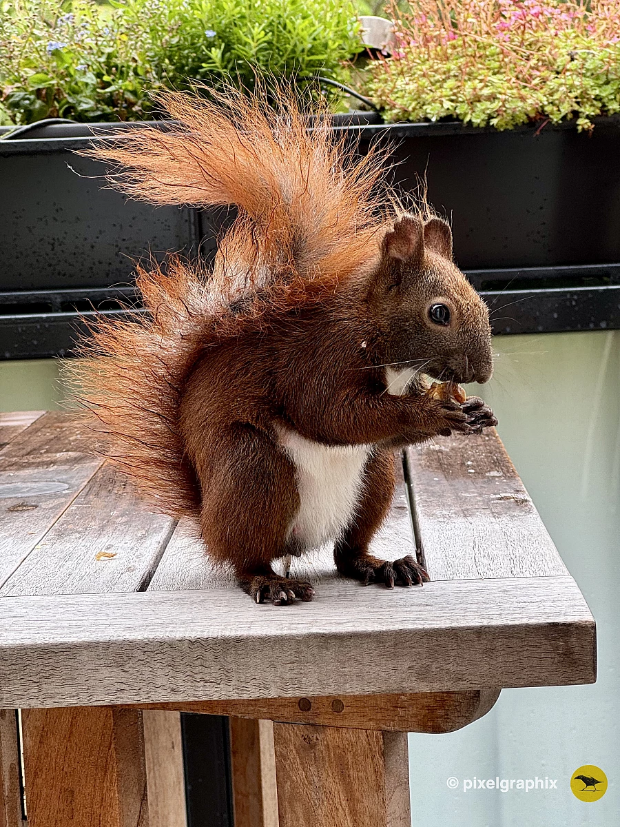 Das Bild zeigt ein braunes Eichhörnchen, das auf einem Holztisch sitzt. Es hat eine buschige Schwanzspitze und hält eine Nuss in seinen Pfoten. Im Hintergrund sind grüne Pflanzen zu sehen, die darauf hinweisen, dass sich das Eichhörnchen in einer natürlichen Umgebung befindet.