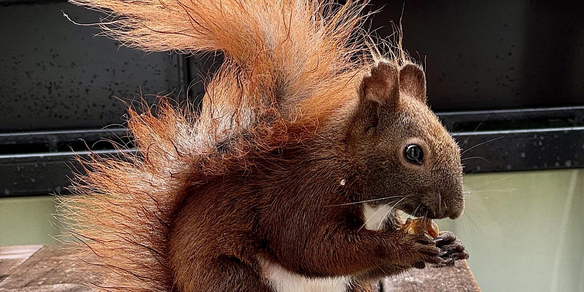 Das Bild zeigt ein braunes Eichhörnchen, das auf einem Holztisch sitzt. Es hat eine buschige Schwanzspitze und hält eine Nuss in seinen Pfoten. Im Hintergrund sind grüne Pflanzen zu sehen, die darauf hinweisen, dass sich das Eichhörnchen in einer natürlichen Umgebung befindet.