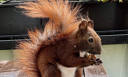 Das Bild zeigt ein braunes Eichhörnchen, das auf einem Holztisch sitzt. Es hat eine buschige Schwanzspitze und hält eine Nuss in seinen Pfoten. Im Hintergrund sind grüne Pflanzen zu sehen, die darauf hinweisen, dass sich das Eichhörnchen in einer natürlichen Umgebung befindet.