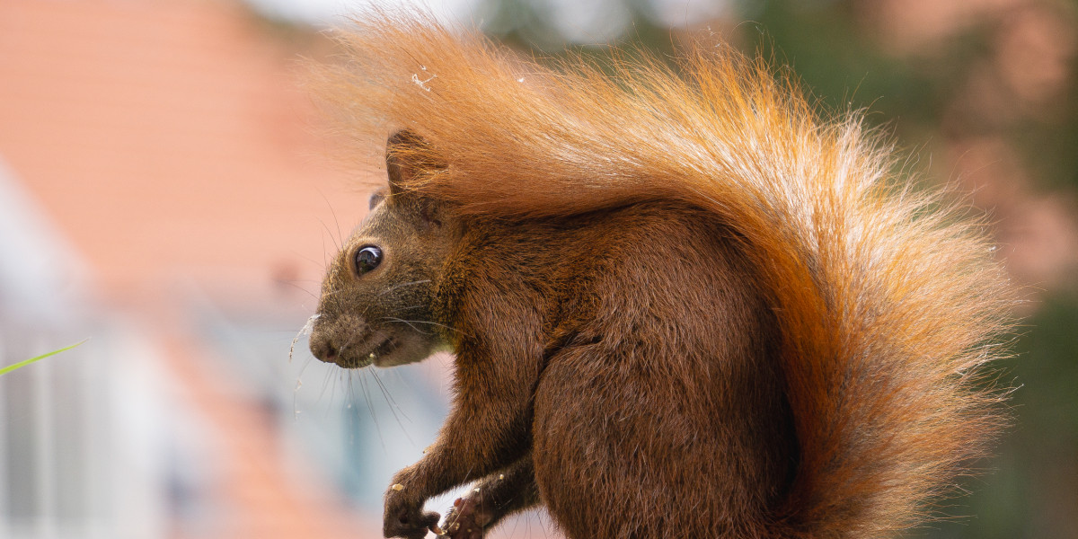 Ein Eichhörnchen mit buschigem Schwanz sitzt auf einem Geländer. Der Hintergrund ist unscharf und zeigt grüne und orangefarbene Töne.