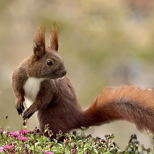 Das Bild zeigt ein braunes Eichhörnchen, das auf einer Blumenwiese sitzt. Das Eichhörnchen hat große, aufmerksame Augen und seine buschige Schwanzspitze ist deutlich zu sehen. Die Umgebung ist von vielen kleinen, rosa Blüten umgeben, die dem Bild eine natürliche und friedliche Atmosphäre verleihen.