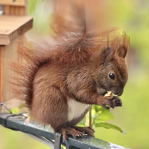 Das Bild zeigt ein braunes Eichhörnchen mit buschigem Schwanz, das auf einem Geländer sitzt und etwas in seinen Pfoten hält. Im Hintergrund sind unscharfe Gebäude und grüne Pflanzen zu sehen, die eine städtische Umgebung andeuten.