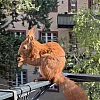 Das Bild zeigt ein braunes Eichhörnchen mit buschigem Schwanz, das auf einem Metallgeländer sitzt. Im Hintergrund sind unscharfe Gebäude mit roten Ziegeldächern und grüne Pflanzen zu sehen. Das Eichhörnchen hält etwas in seinen Pfoten und scheint zu fressen.