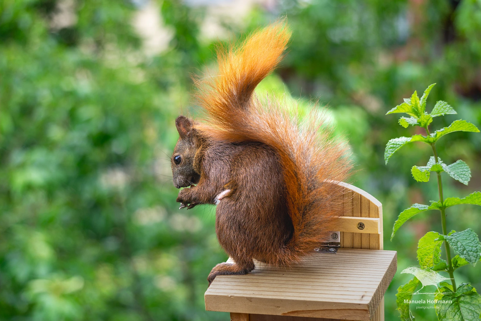 Ein Eichhörnchen mit buschigem Schwanz sitzt auf einer kleinen Holzplattform und hält etwas in seinen Pfoten. Im Hintergrund sind grüne Blätter zu sehen.