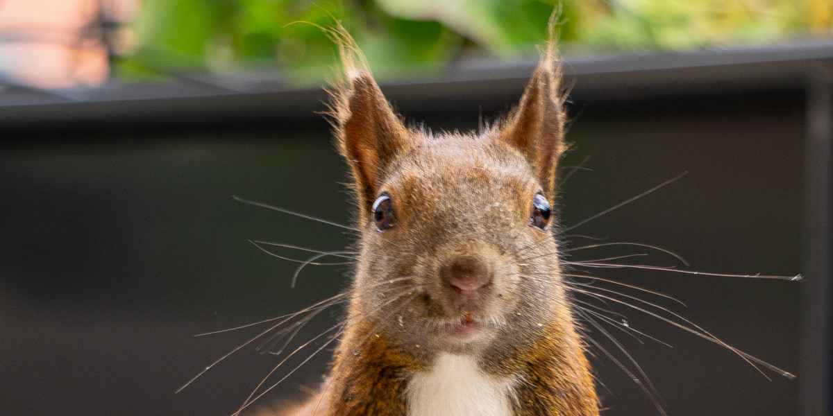 Ein Eichhörnchen mit buschigem Schwanz steht frontal zur Kamera und schaut direkt hinein. Der Hintergrund ist unscharf und zeigt grüne Blätter und eine violette Blume.