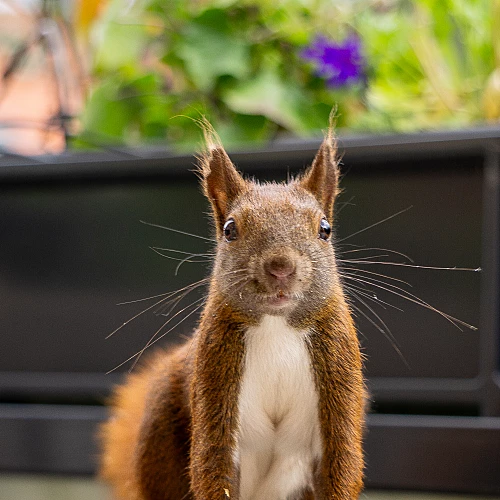 Ein Eichhörnchen mit buschigem Schwanz steht frontal zur Kamera und schaut direkt hinein. Der Hintergrund ist unscharf und zeigt grüne Blätter und eine violette Blume.