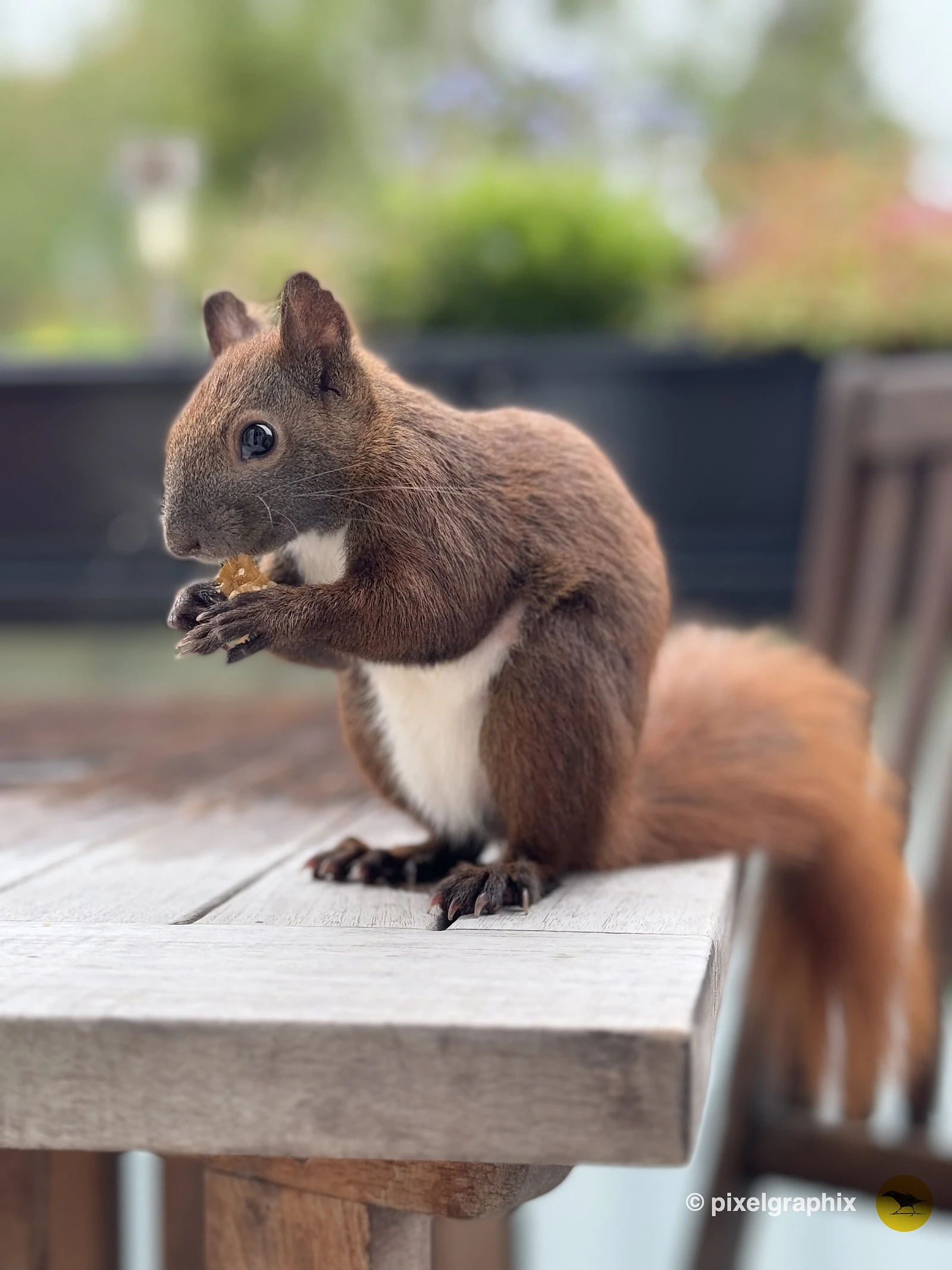 Das Bild zeigt ein braunes Eichhörnchen mit buschigem Schwanz, das auf einem Holztisch sitzt. Das Eichhörnchen hält ein Stück Futter in seinen Pfoten und scheint daran zu knabbern. Im Hintergrund sind unscharfe grüne Pflanzen und lila Blüten zu sehen.