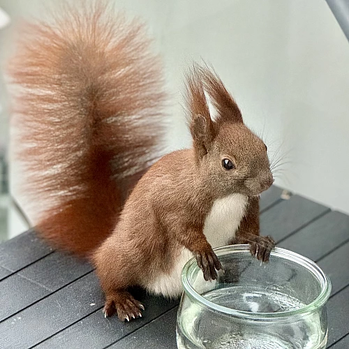 Das Bild zeigt ein braunes Eichhörnchen, das auf einem Holztisch sitzt und aus einem Wasserglas trinkt. Das Eichhörnchen hat einen buschigen, rötlich-braunen Schwanz und schaut direkt in die Kamera. Der Hintergrund ist unscharf, aber es scheint sich um einen Innenraum zu handeln.