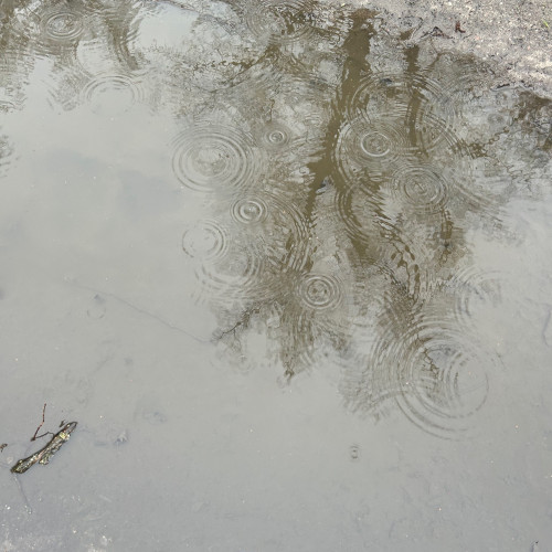 Eine Pfütze in der sich der graue Himmel und einige Äste spiegeln. Regentropfen hinterlassen Kreise im Wasser.