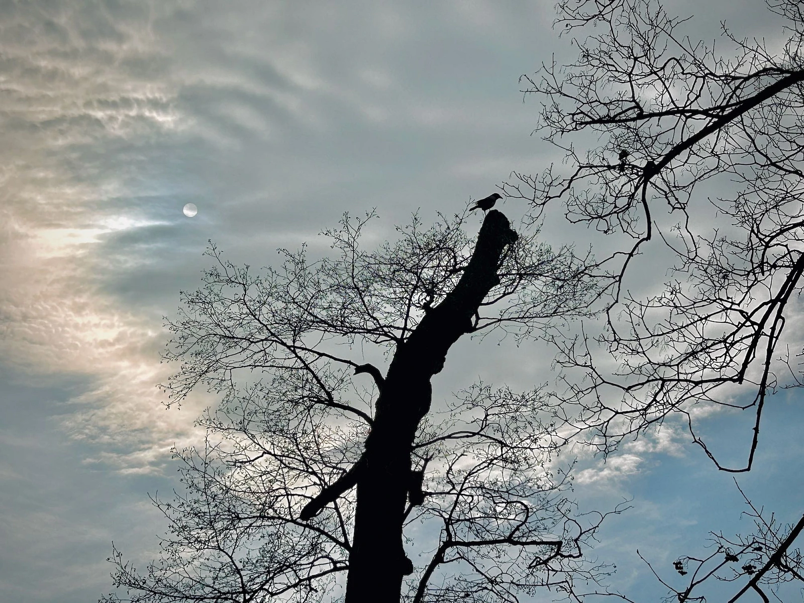 Blick in den Himmel, an dem eine Wolke den Mond soweit verdeckt, dass er nur schwach zu sehen ist. Im Mittelpunkt die schwarze Silhouette eines Baumes auf dem eine Krähe sitzt