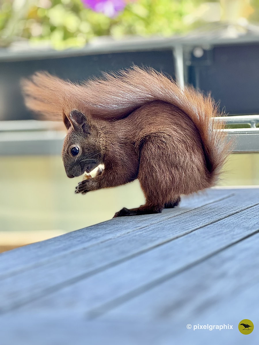 Das Bild zeigt ein braunes Eichhörnchen, das auf einem Geländer sitzt. Es hat große, aufmerksame Augen und eine buschige Schwanzspitze. Im Hintergrund sind verschwommene Gebäude zu sehen, die darauf hinweisen, dass sich das Eichhörnchen in einer städtischen Umgebung befindet.