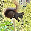 Das Bild zeigt ein braunes Eichhörnchen mit buschigem Schwanz, das auf einem Holzpfosten sitzt. Im Hintergrund sind unscharfe grüne Pflanzen und ein Gebäude mit roten Fensterrahmen zu sehen. Das Eichhörnchen hält eine Walnuss in seinen Pfoten und scheint zu fressen.