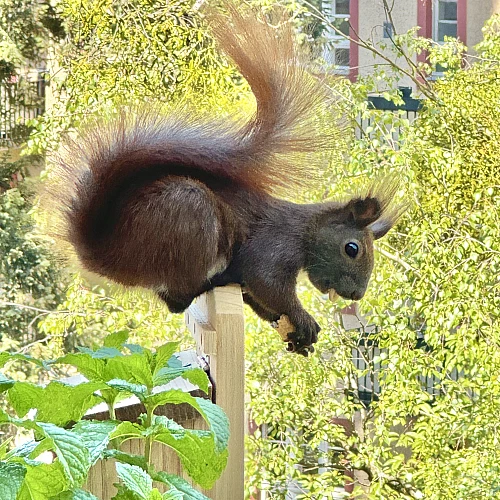 Das Bild zeigt ein braunes Eichhörnchen mit buschigem Schwanz, das auf einem Holzpfosten sitzt. Im Hintergrund sind unscharfe grüne Pflanzen und ein Gebäude mit roten Fensterrahmen zu sehen. Das Eichhörnchen hält eine Walnuss in seinen Pfoten und scheint zu fressen.