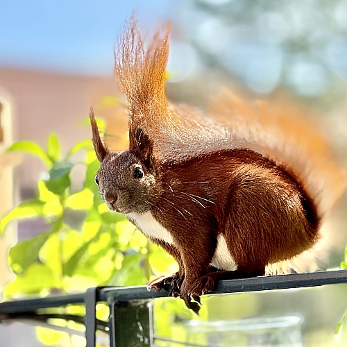 Das Bild zeigt ein braunes Eichhörnchen mit buschigem Schwanz, das auf einem Metallgeländer sitzt. Im Hintergrund sind unscharfe grüne Pflanzen und ein blauer Himmel zu sehen. Das Eichhörnchen blickt direkt in die Kamera.