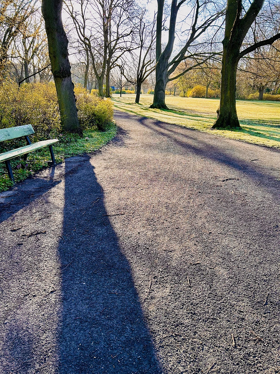 Foto in Gegenlicht. Auf einer Wiese sind lange Schatten von Bäumen zu sehen.