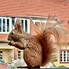 Das Bild zeigt ein braunes Eichhörnchen mit buschigem Schwanz, das auf einem Metallgeländer sitzt. Im Hintergrund sind unscharfe Gebäude mit roten Ziegeldächern und grüne Pflanzen zu sehen. Das Eichhörnchen hält etwas in seinen Pfoten und scheint zu fressen.