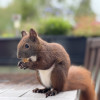 Das Bild zeigt ein braunes Eichhörnchen mit buschigem Schwanz, das auf einem Holztisch sitzt. Das Eichhörnchen hält ein Stück Futter in seinen Pfoten und scheint daran zu knabbern. Im Hintergrund sind unscharfe grüne Pflanzen und lila Blüten zu sehen.