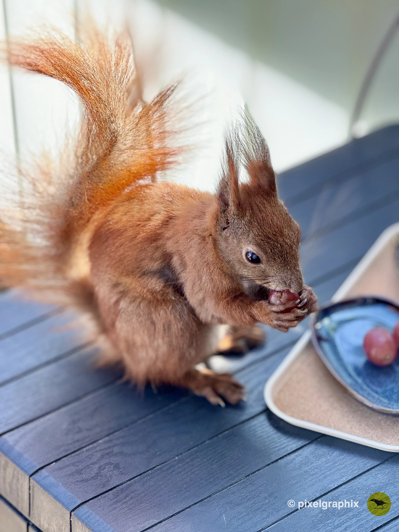 Das Bild zeigt ein braunes Eichhörnchen mit buschigem Schwanz, das auf einem Holztisch sitzt. Das Eichhörnchen hält eine Traube in seinen Pfoten und scheint zu fressen. Im Hintergrund sind unscharfe grüne Pflanzen und ein Teller mit weiteren Trauben zu sehen.
