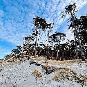 Blick auf Windflüchter am Weststrand