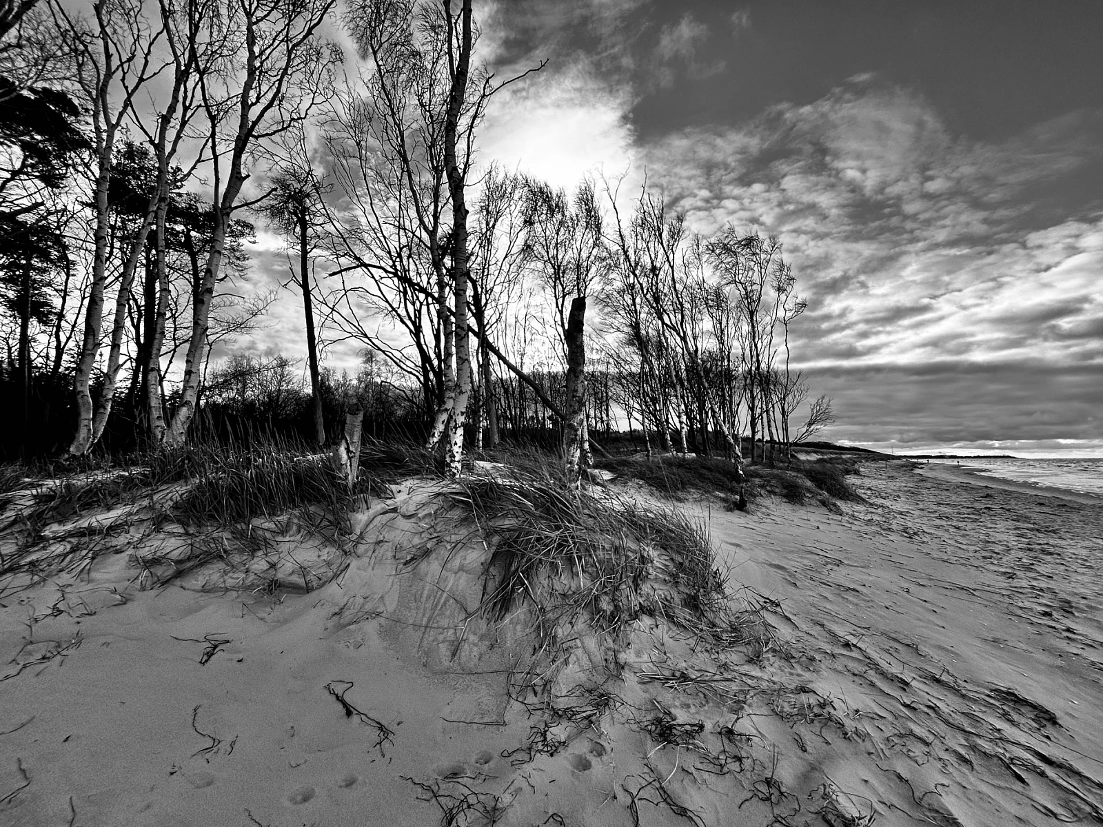 Schwarzweiß-Aufnahme der Ostsee. Dürre Birken im Gegenlicht.