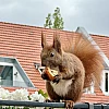 Das Bild zeigt ein braunes Eichhörnchen mit buschigem Schwanz, das auf einem Metallgeländer sitzt und ein Stück Apfel in seinen Pfoten hält. Im Hintergrund sind unscharfe Gebäude mit roten Ziegeldächern und grüne Pflanzen zu sehen.