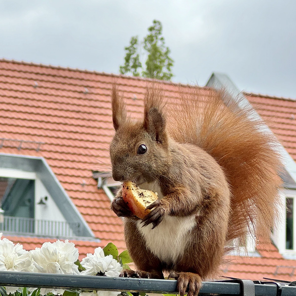 Das Bild zeigt ein braunes Eichhörnchen mit buschigem Schwanz, das auf einem Metallgeländer sitzt und ein Stück Apfel in seinen Pfoten hält. Im Hintergrund sind unscharfe Gebäude mit roten Ziegeldächern und grüne Pflanzen zu sehen.