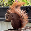 Das Bild zeigt ein braunes Eichhörnchen mit buschigem Schwanz, das auf einem Holztisch sitzt. Das Eichhörnchen hält ein Stück Futter in seinen Pfoten und scheint daran zu knabbern. Im Hintergrund sind unscharfe grüne Pflanzen und lila Blüten zu sehen.