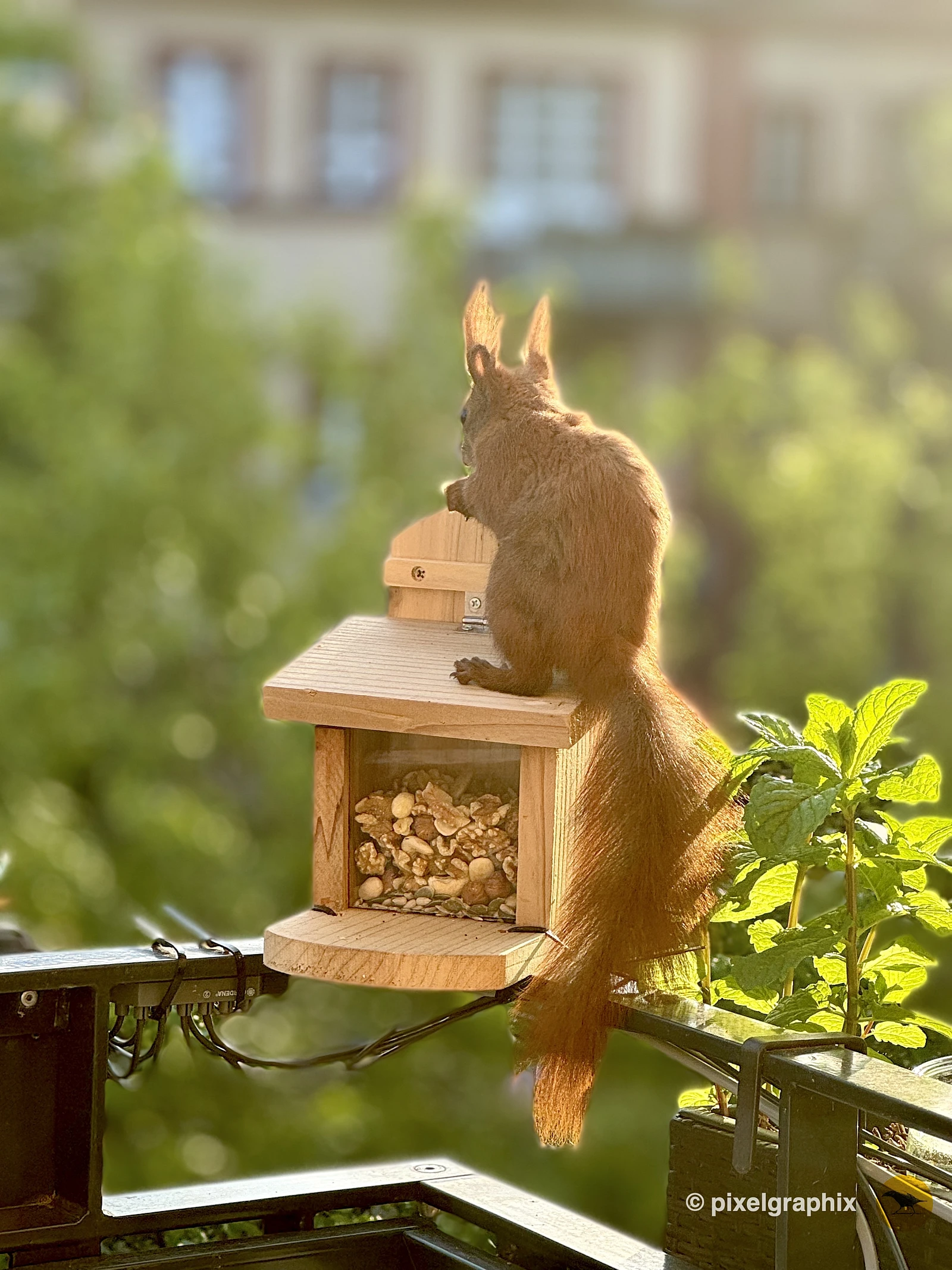 Das Bild zeigt ein braunes Eichhörnchen mit buschigem Schwanz, das auf einem hölzernen Vogelhaus sitzt. Das Futterhaus hat ein schräges Dach und einen Behälter für Nüsse oder Samen. Im Hintergrund sind unscharfe Gebäude und grüne Pflanzen zu sehen, die eine städtische Umgebung andeuten.