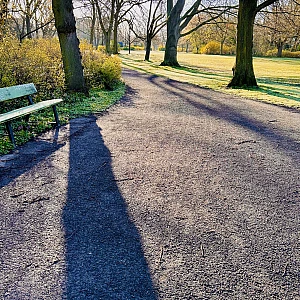 Foto eines Parks, wo man auf dem Weg die langen Schatten der Bäume sehen kann.