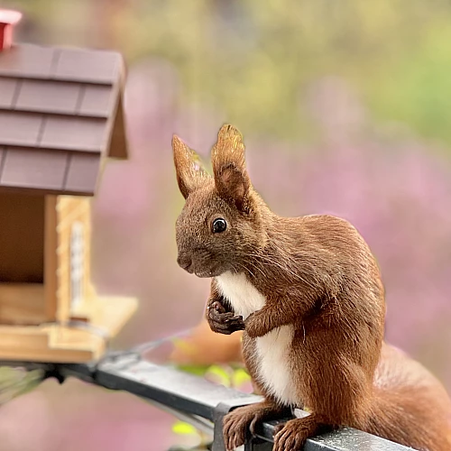 Das Bild zeigt ein braunes Eichhörnchen mit buschigem Schwanz, das auf einem Geländer sitzt und etwas in seinen Pfoten hält. Im Hintergrund sind unscharfe rosa Blüten zu sehen, die eine natürliche Umgebung andeuten.
