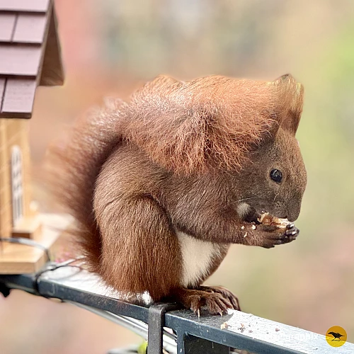 Das Bild zeigt ein braunes Eichhörnchen mit buschigem Schwanz, das auf einem Geländer sitzt und etwas in seinen Pfoten hält. Im Hintergrund sind unscharfe grüne Pflanzen zu sehen, die eine natürliche Umgebung andeuten.