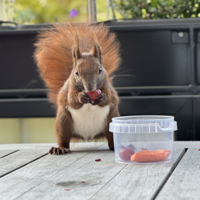 Das Bild zeigt ein braunes Eichhörnchen mit buschigem Schwanz, das auf einem Holztisch steht. Vor dem Eichhörnchen steht ein durchsichtiger Plastikbehälter mit verschiedenen Futterstücken. Das Eichhörnchen hält ein Stück Futter in seinen Pfoten und blickt direkt in die Kamera. Im Hintergrund sind unscharfe grüne Pflanzen zu sehen.