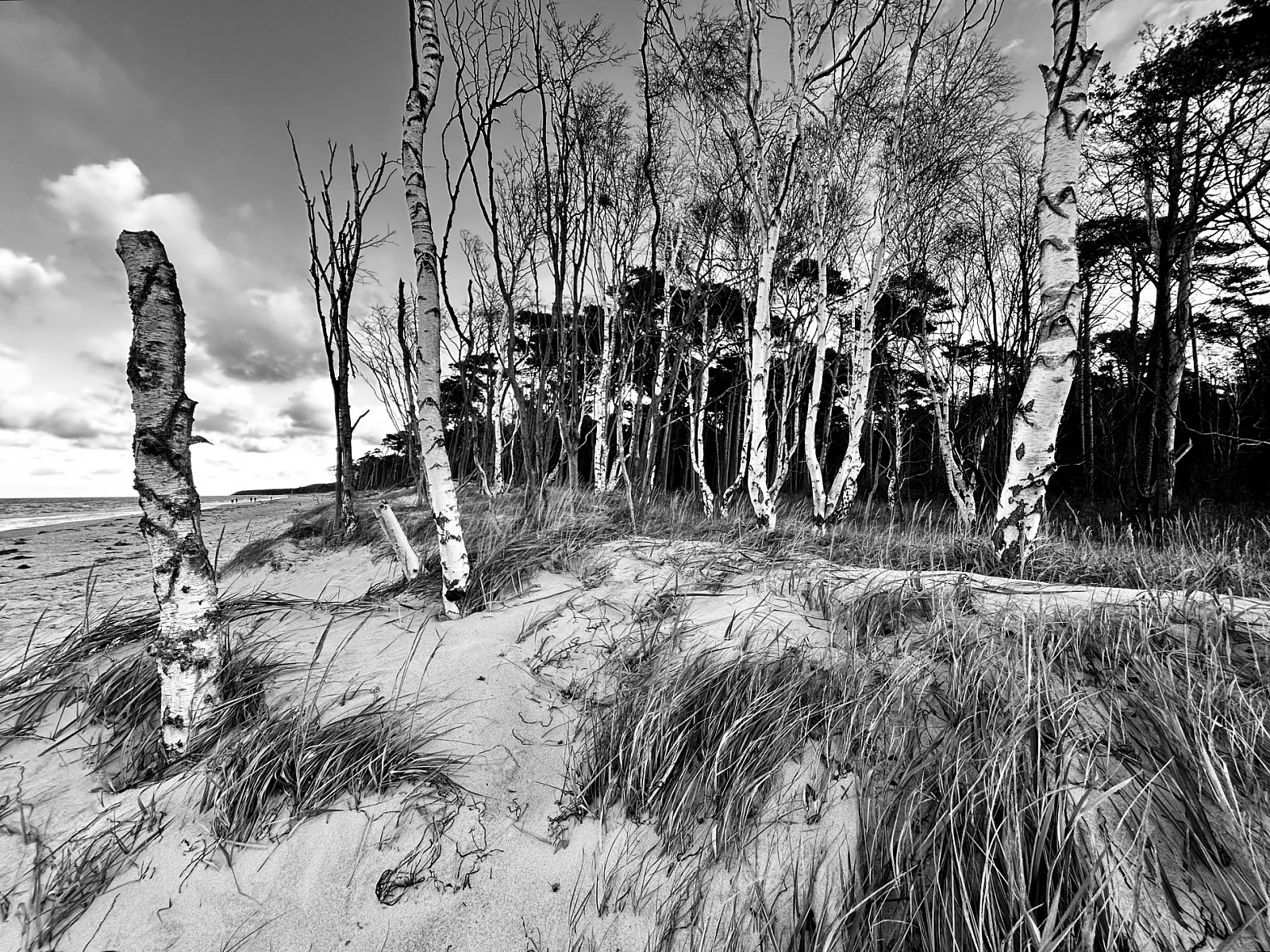 Schwarzweiß-Aufnahme der Ostsee. Dünne Birken und Strandhafer im Vordergrund.