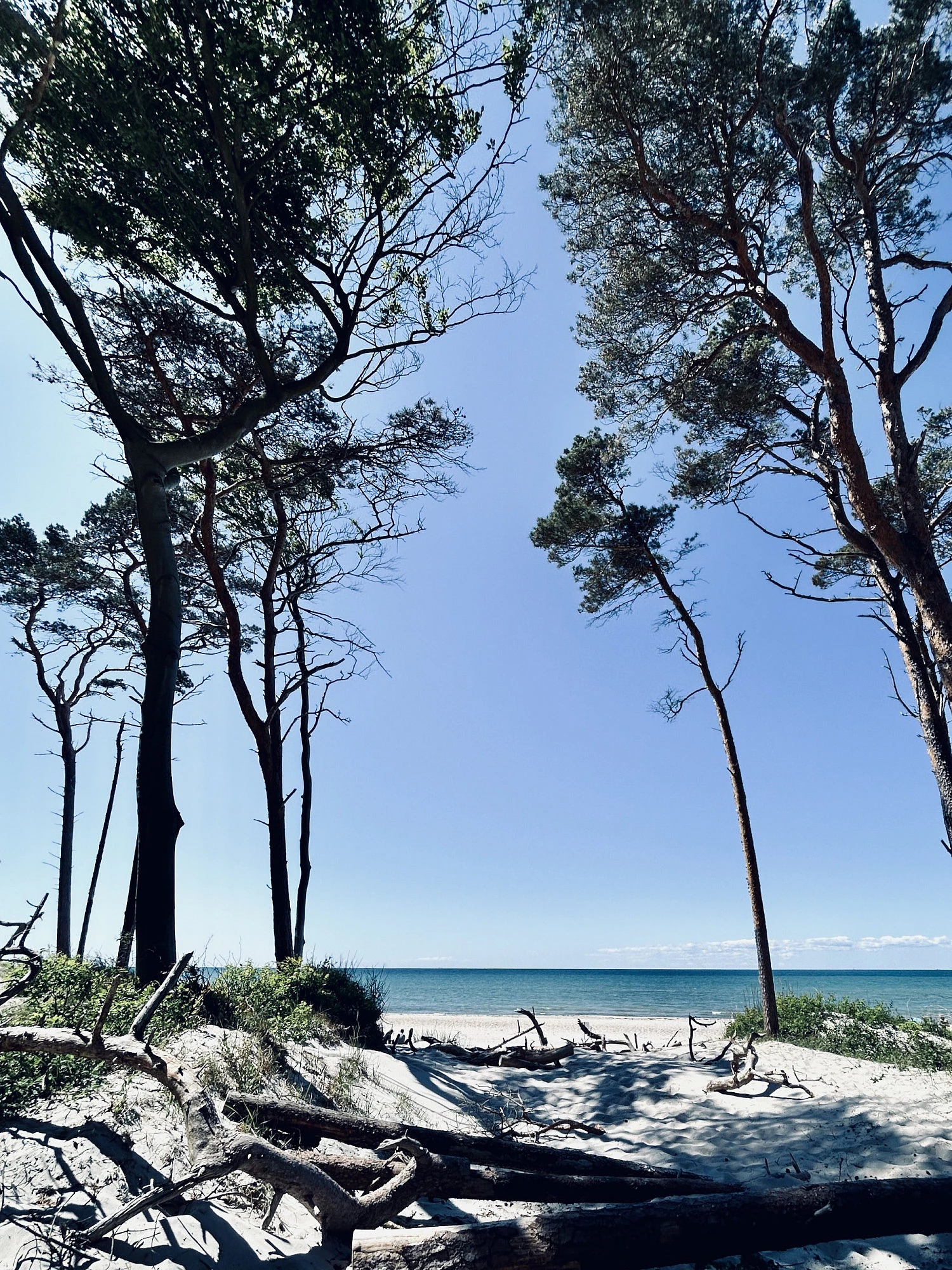 Blick durch Windflüchter auf den Horizont der Ostsee bei blauem Himmel